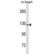 WB analysis of mouse heart lysate (20 µg), using NLRP6 antibody (1/2000 dilution). Predicted band size: 97 kDa