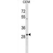 Olfactory Receptor Family 1 Subfamily D Member 2 (OR1D2) Antibody