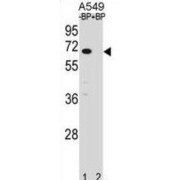 Western blot analysis of A549 cell lysates using Ankyrin Repeat And SOCS Box Containing 3 (ASB3) Antibody. The right lane is blocked with ASB3 peptide.