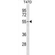 ERGIC And Golgi 2 (ERGIC2) Antibody