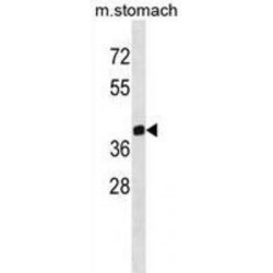 Zinc Finger Protein 259 (ZNF259) Antibody