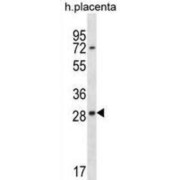 Testis-Expressed Protein 33 (EAN57) Antibody