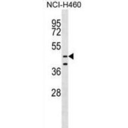 MPN Domain-Containing Protein (MPND) Antibody