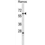 Pleiotropic Regulator 1 (PLRG1) Antibody