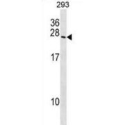 Bcl-2-Related Ovarian Killer Protein (BOK) Antibody