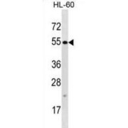Tetratricopeptide Repeat Protein 34 (TTC34) Antibody