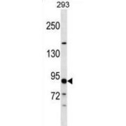 Gamma-Tubulin Complex Component 3 (TUBGCP3) Antibody