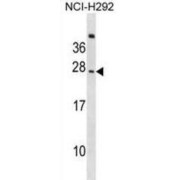 CMRF35-Like Molecule 6 (CD300C) Antibody