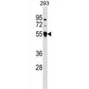 Western blot analysis of 293 cell lysates (35 µg/lane) using Tripartite Motif-Containing Protein 26 (TRIM26) Antibody.