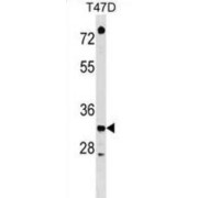 Elongation Factor Ts, Mitochondrial (TSFM) Antibody