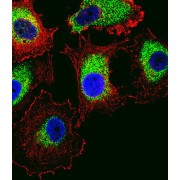 Securin 2 (PTTG2) Antibody