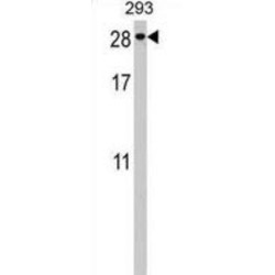 Securin 2 (PTTG2) Antibody