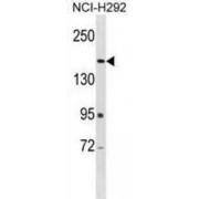Western blot analysis of NCI-H292 cell lysates (35 µg/lane) using Arf-GAP With Rho-GAP Domain, ANK Repeat And PH Domain-Containing Protein 2 (ARAP2) Antibody.