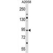 Tripartite Motif-Containing Protein 42 (TRIM42) Antibody