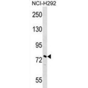 Nucleolar And Coiled-Body Phosphoprotein 1 (NOLC1) Antibody