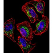 Hairy/enhancer-Of-Split Related With YRPW Motif-Like Protein (HEYL) Antibody