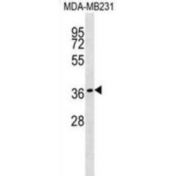 Hairy/enhancer-Of-Split Related With YRPW Motif-Like Protein (HEYL) Antibody