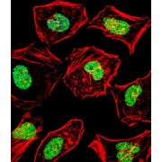 Heart And Neural Crest Derivatives Expressed Protein Protein 2 (HAND2) Antibody