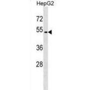 Probable G-Protein Coupled Receptor 171 (GPR171) Antibody