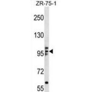 Kinesin Family Member 20A (KIF20A) Antibody