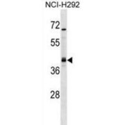 Undifferentiated Embryonic Cell Transcription Factor 1 (UTF1) Antibody