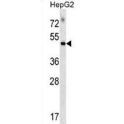 Rap Guanine Nucleotide Exchange Factor 5 (RAPGEF5) Antibody