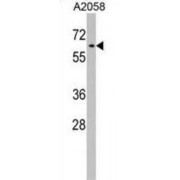 RIC8 Guanine Nucleotide Exchange Factor A (RIC8A) Antibody