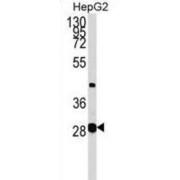 Glycerate Kinase (GLYCTK) Antibody