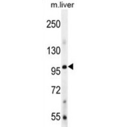 Bone Morphogenetic Protein 1 (Bmp1) Antibody