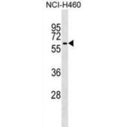 E3 Ubiquitin-Protein Ligase TRIM68 (TRIM68) Antibody