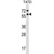 General Transcription Factor IIF, Polypeptide 1 (GTF2F1) Antibody