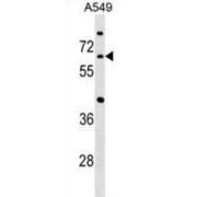 Cell Division Cycle 14A (CDC14A) Antibody