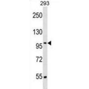 Serrate RNA Effector Molecule Homolog (SRRT) Antibody