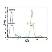 Hepatocyte Growth Factor (HGF) Antibody