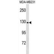 Contactin Associated Protein 4 (CNTNAP4) Antibody