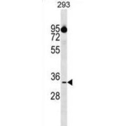 Anamorsin (CIAPIN1) Antibody