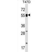 Polymerase (DNA Directed), Alpha 2 (70 kDa Subunit) (POLA2) Antibody