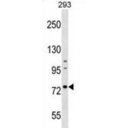 Aminopeptidase B (RNPEP) Antibody