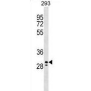 Peflin (PEF1) Antibody