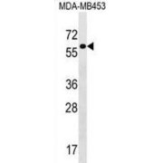 TRAF3-Interacting JNK-Activating Modulator (TRAF3IP3) Antibody