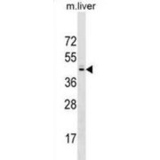 Sprouty RTK Signaling Antagonist 2 (SPRY2) Antibody