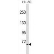 A-Kinase Anchor Protein 8 Like (AKAP8L) Antibody