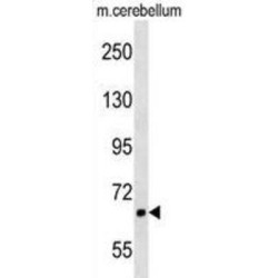 A-Kinase Anchor Protein 8 Like (AKAP8L) Antibody