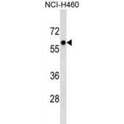 Primase, DNA, Polypeptide 2 (58 kDa ) (PRIM2) Antibody
