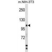 Mouse Sik2 Antibody