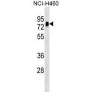 Nucleosome Assembly Protein 1-Like 3 (NAP1L3) Antibody