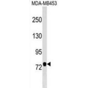 Aminopeptidase O (AOPEP) Antibody