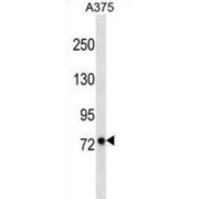 Leucine-Rich Repeat And Fibronectin Type-III Domain-Containing Protein 2 (LRFN2) Antibody