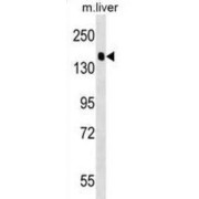 Liprin-Alpha-2 (PPFIA2) Antibody