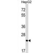 MRT4 Homolog, Ribosome Maturation Factor (MRTO4) Antibody